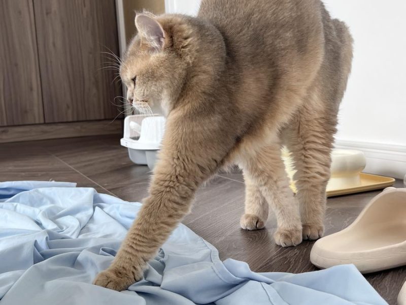 眼酱大魔王w No.083 – [Fantia] 2023年03月订阅 (5套) [44P 5V]-Zos次元社